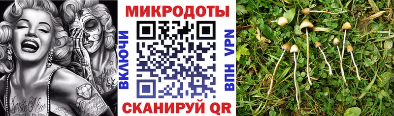 Псилоцибиновые грибы GOLDEN TEACHER  Купить закладки  Карабаново 
